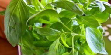 канапе на шпажках