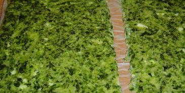 закуска из омлета, сыра и красной рыбы