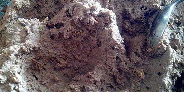 паштет из печени деревенский