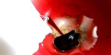 маринованные роллы из молодых кабачков