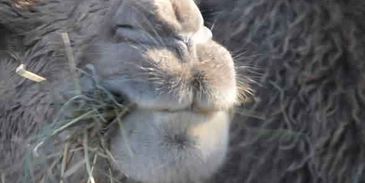 роллы по-русски