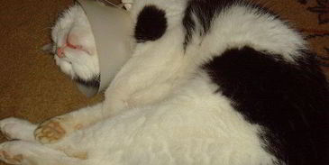 спринг-роллы с лососем и свежим шпинатом