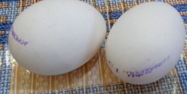 крабовые рулетики