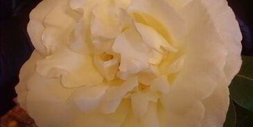 рулетики из форели в азиатском стиле с салатом из дайкона