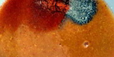 сэндвич барбекю со свининой