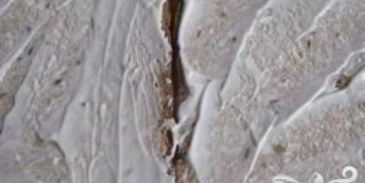 сэндвичи с яйцом